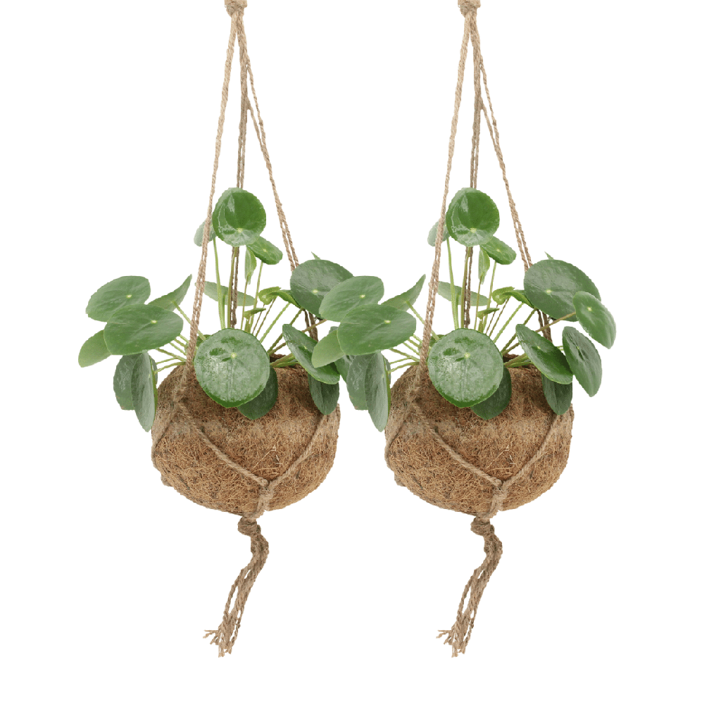 2x Kokedama Pilea Peperomioides - Pfannkuchenpflanze - 20cm - ø15