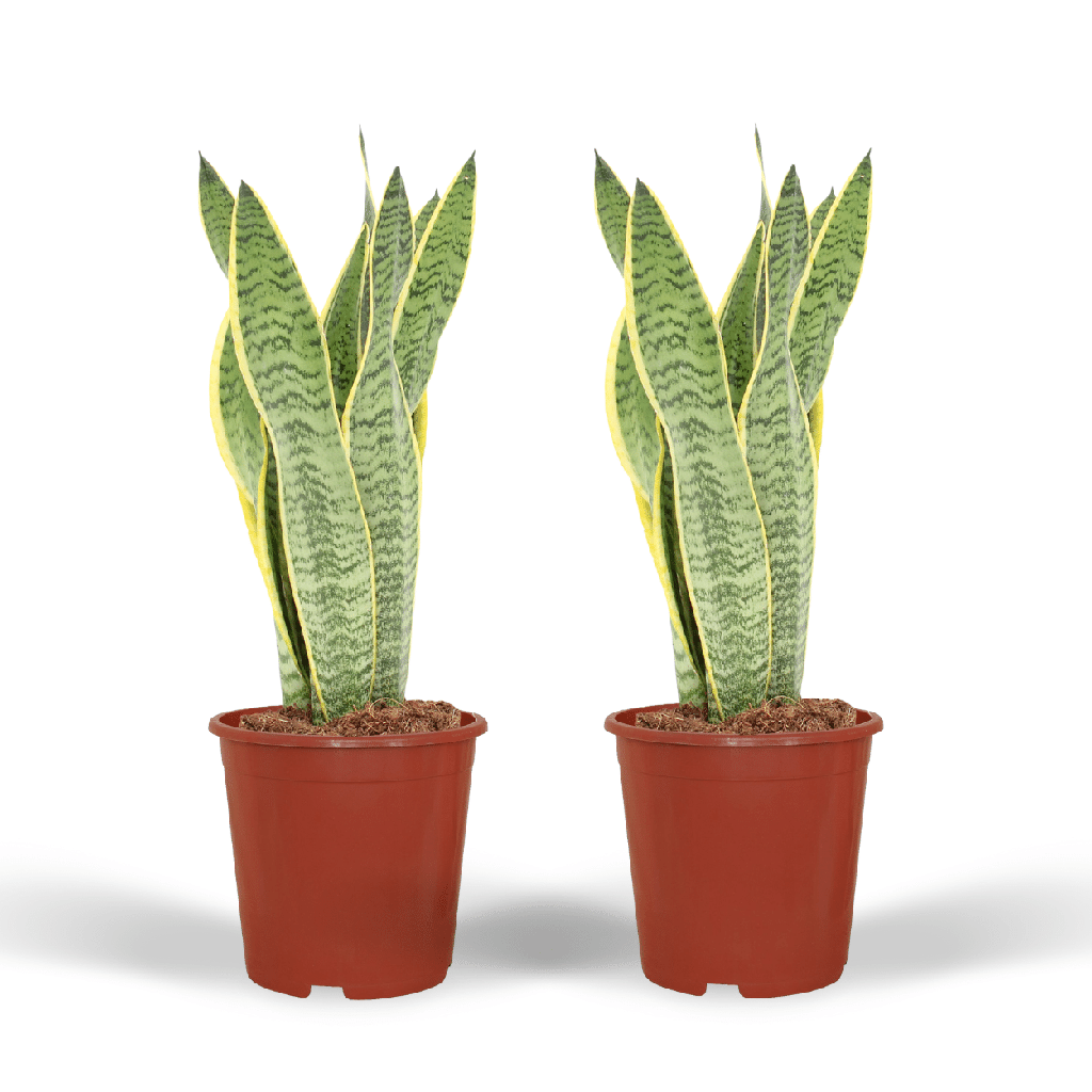 Bogenhanf 2er-Set (Sansevieria laurentii) – pflegeleichte Zimmerpflanze, Höhe ca. 40 cm