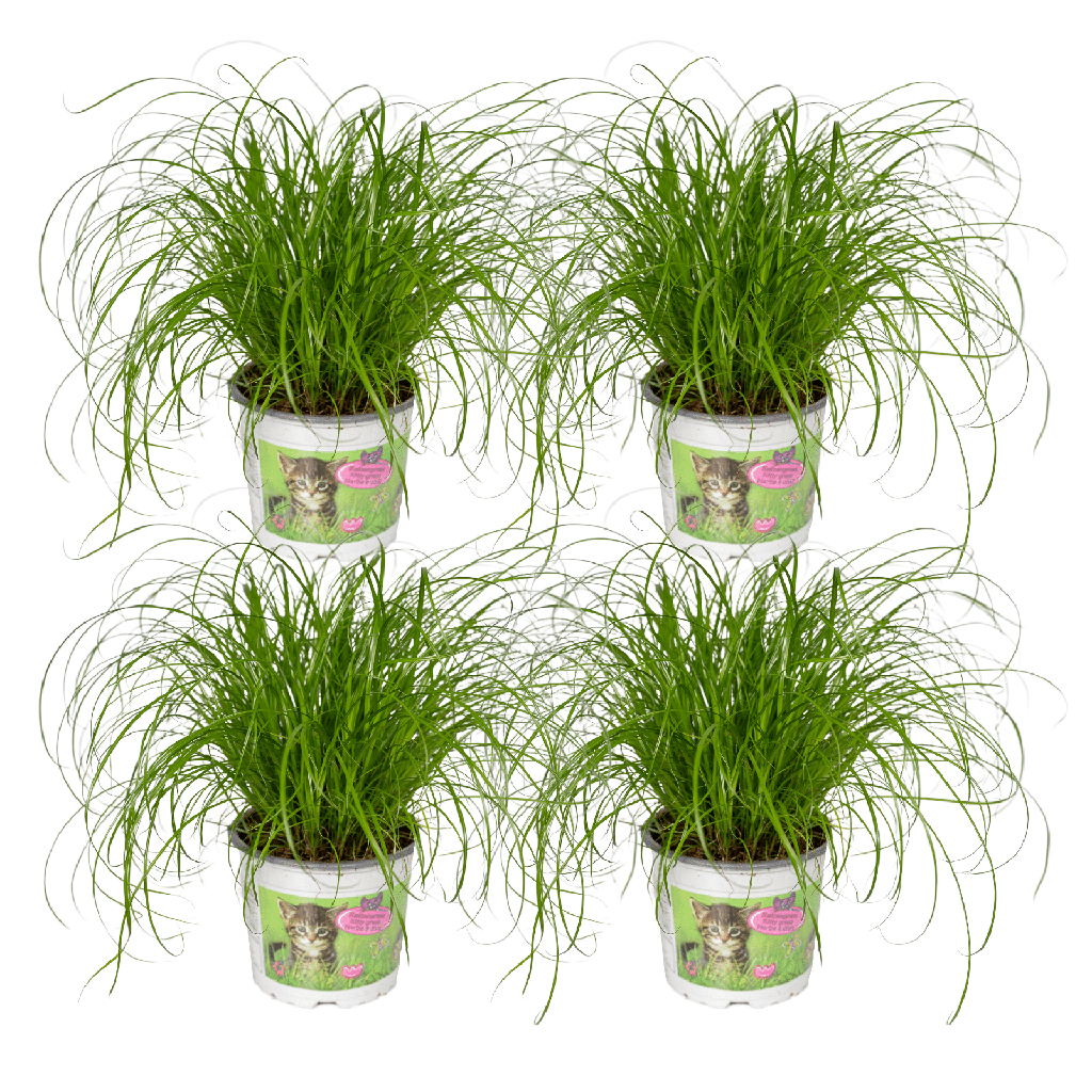 Cyperus Alternifolius (Katzengras) - 4 Stücke - Ø12cm - ↕20cm