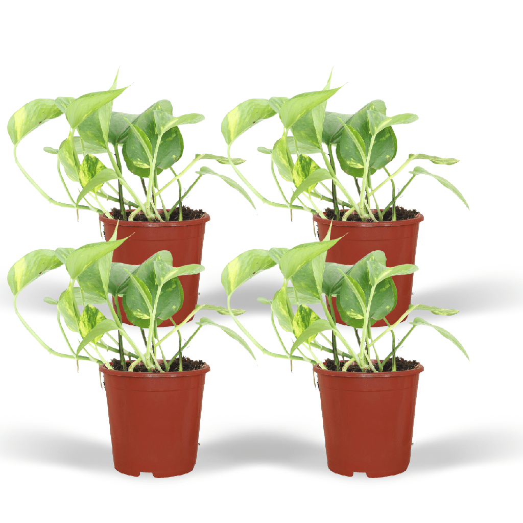 Efeutute (Epipremnum aureum) – pflegeleichte Zimmerpflanze, Topf-Ø 12 cm, Höhe ca. 20 cm