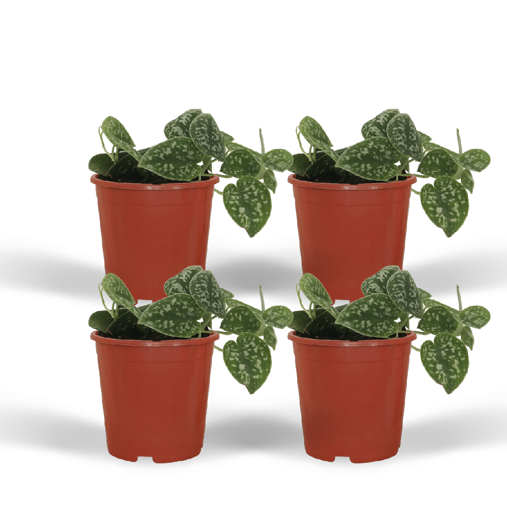 4x Scindapsus Pictus - Epipremnum - 5cm - ø12