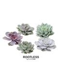 WURZELLOSE Echeveria Medium Mix Box