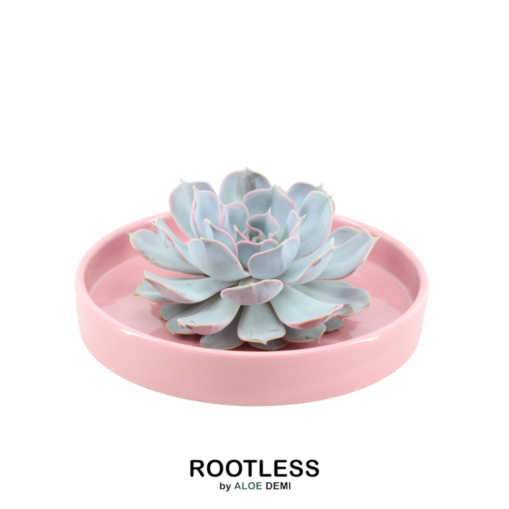 Geister-Echeverie 'Rosa' (Echeveria lilacina) – pflegeleichte Zimmerpflanze, Topf-Ø 20 cm, Höhe ca. 5 cm