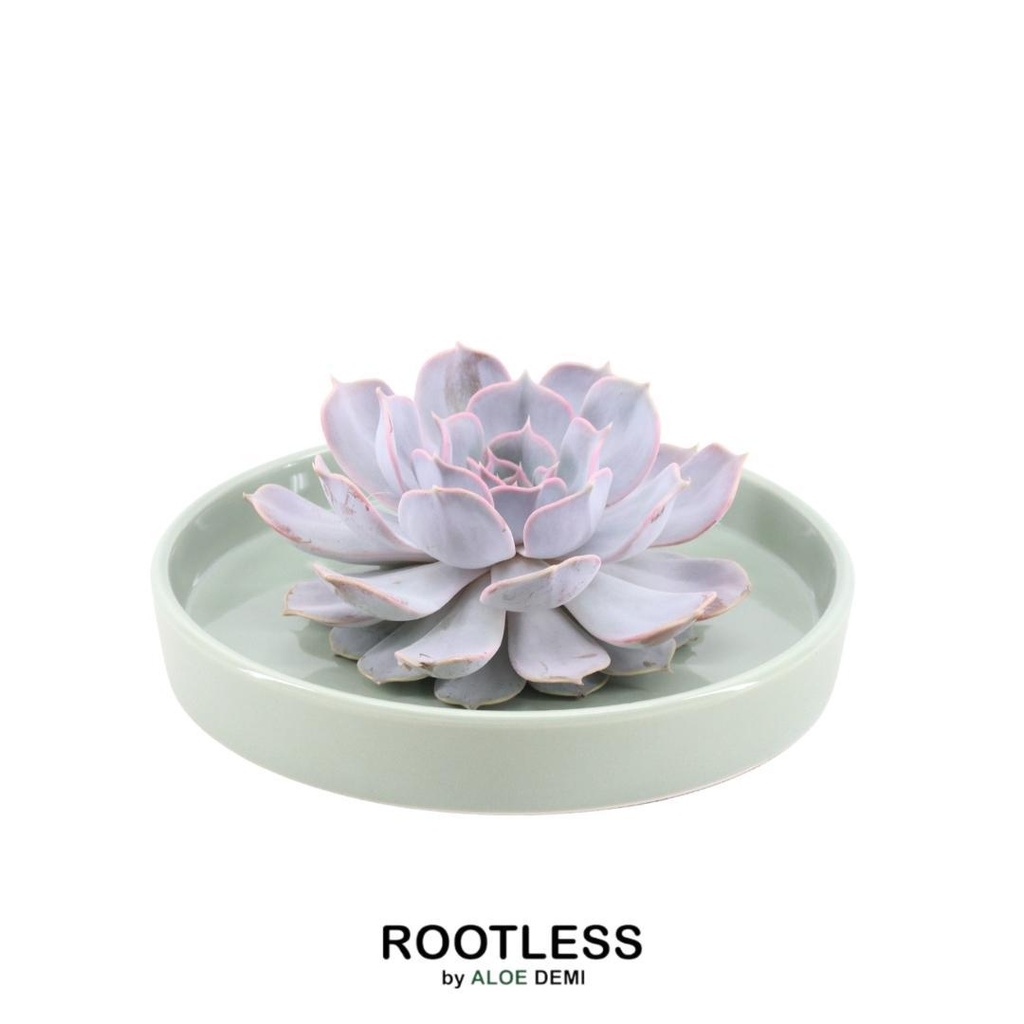 Geister-Echeverie 'grün' (Echeveria lilacina) – pflegeleichte Zimmerpflanze, Topf-Ø 20 cm, Höhe ca. 5 cm