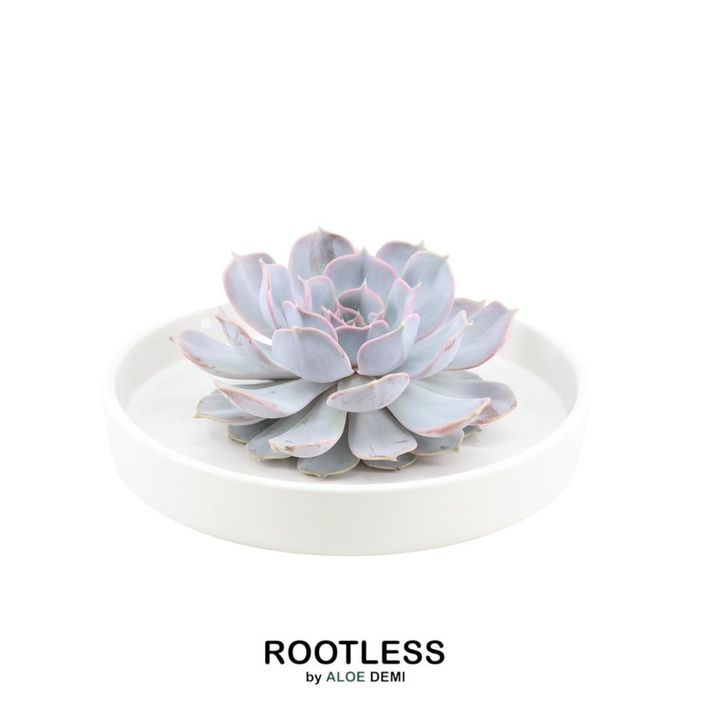 Geister-Echeverie 'weiss' (Echeveria lilacina) – pflegeleichte Zimmerpflanze, Topf-Ø 20 cm, Höhe ca. 5 cm