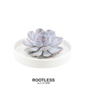 Geister-Echeverie 'weiss' (Echeveria lilacina) – pflegeleichte Zimmerpflanze, Topf-Ø 20 cm, Höhe ca. 5 cm