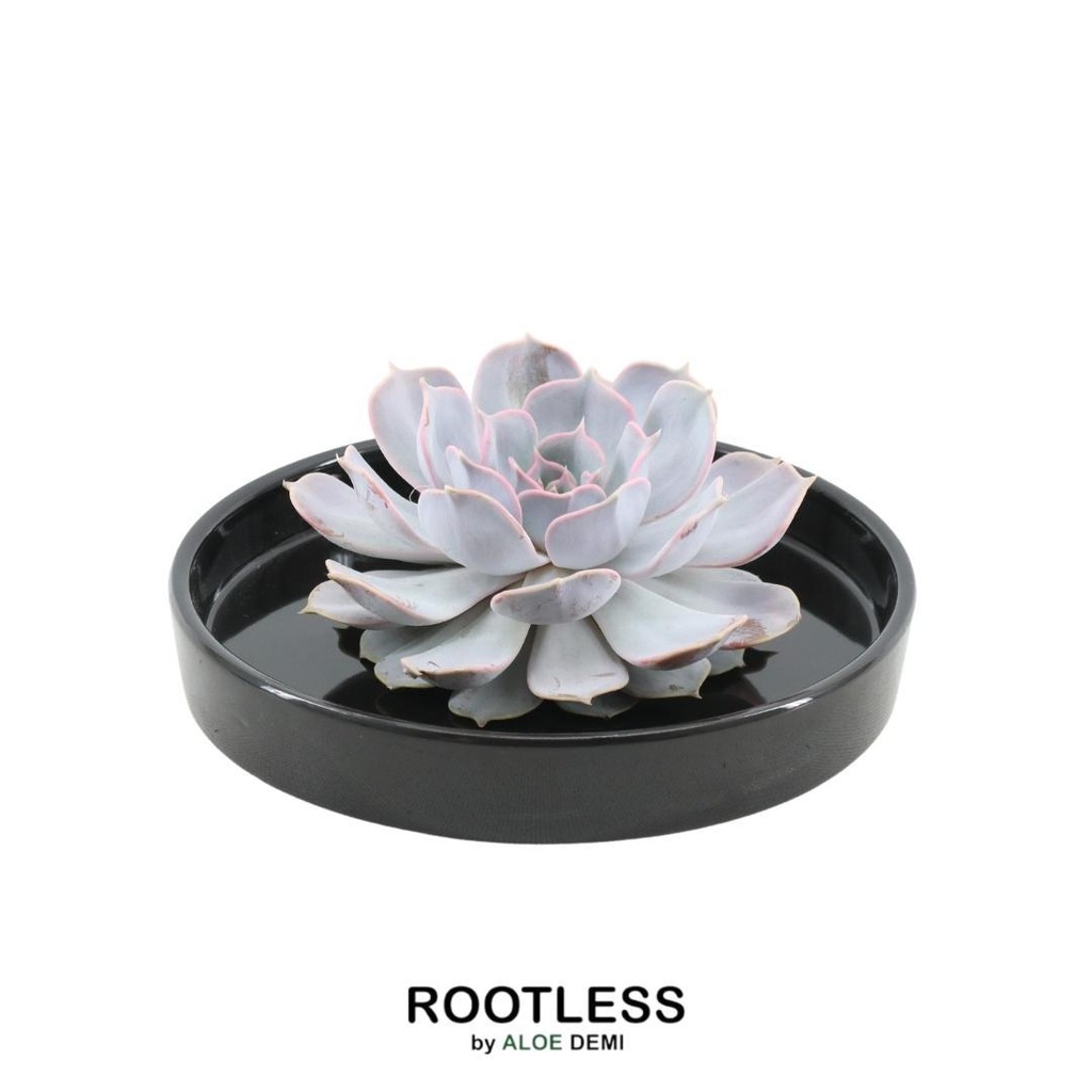 Geister-Echeverie 'schwarz' (Echeveria lilacina) – pflegeleichte Zimmerpflanze, Topf-Ø 20 cm, Höhe ca. 5 cm