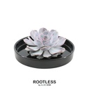 Geister-Echeverie 'schwarz' (Echeveria lilacina) – pflegeleichte Zimmerpflanze, Topf-Ø 20 cm, Höhe ca. 5 cm