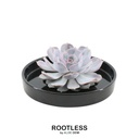 Geister-Echeverie 'schwarz' (Echeveria lilacina) – pflegeleichte Zimmerpflanze, Topf-Ø 20 cm, Höhe ca. 5 cm