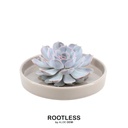 Geister-Echeverie 'taupe' (Echeveria lilacina) – pflegeleichte Zimmerpflanze, Topf-Ø 20 cm, Höhe ca. 5 cm