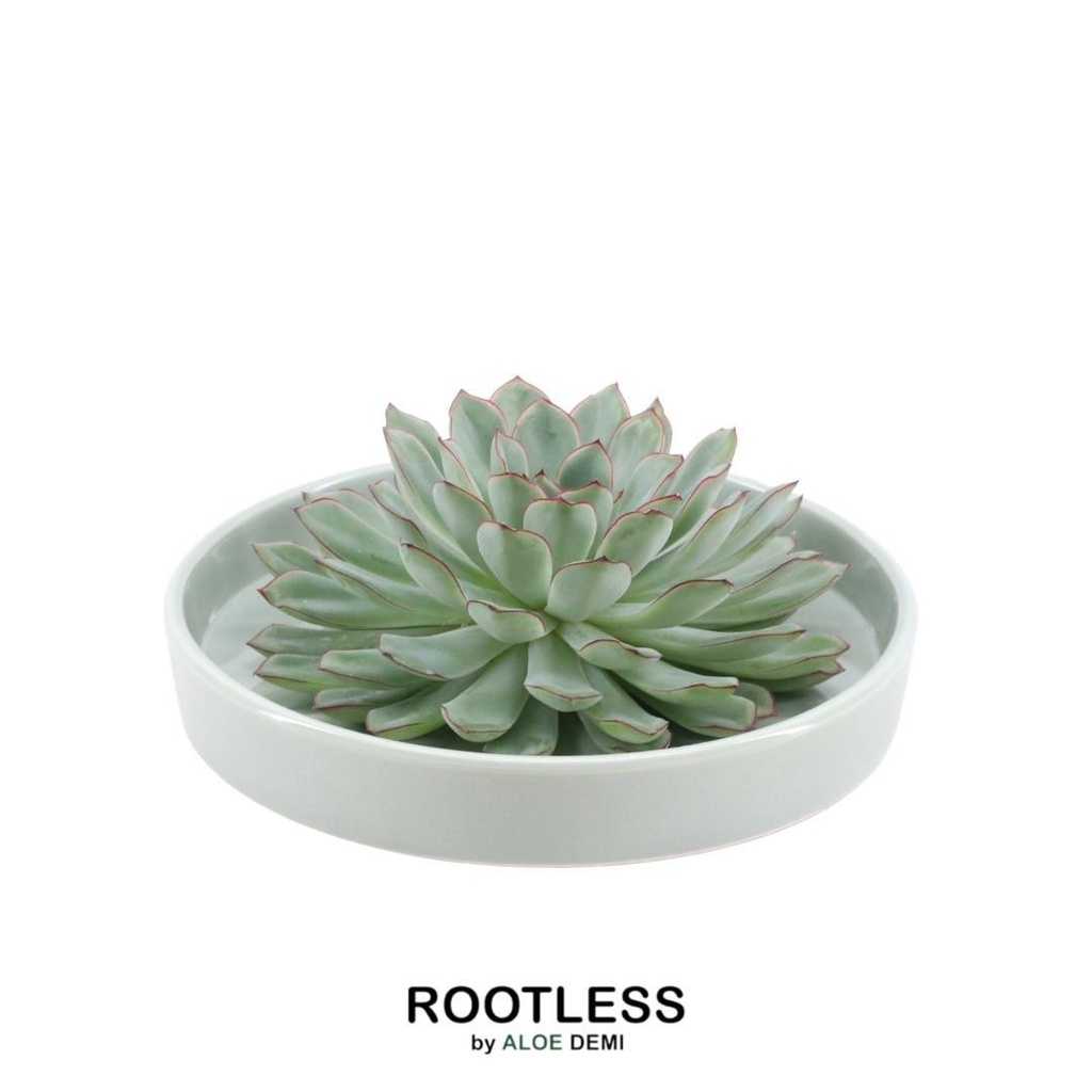Pulidonis-Fettblatt 'grün' (Echeveria pulidonis) – pflegeleichte Zimmerpflanze, Topf-Ø 20 cm, Höhe ca. 5 cm