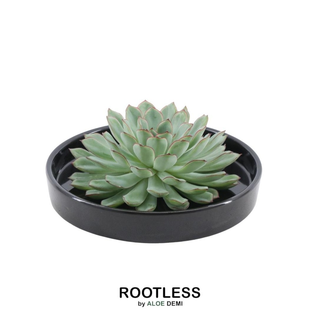 Pulidonis-Fettblatt 'schwarz' (Echeveria pulidonis) – pflegeleichte Zimmerpflanze, Topf-Ø 20 cm, Höhe ca. 5 cm