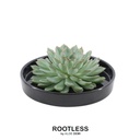 Pulidonis-Fettblatt 'schwarz' (Echeveria pulidonis) – pflegeleichte Zimmerpflanze, Topf-Ø 20 cm, Höhe ca. 5 cm