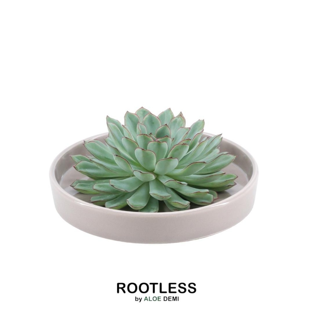Pulidonis-Fettblatt 'taupe' (Echeveria pulidonis) – pflegeleichte Zimmerpflanze, Topf-Ø 20 cm, Höhe ca. 5 cm