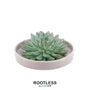 Pulidonis-Fettblatt 'taupe' (Echeveria pulidonis) – pflegeleichte Zimmerpflanze, Topf-Ø 20 cm, Höhe ca. 5 cm