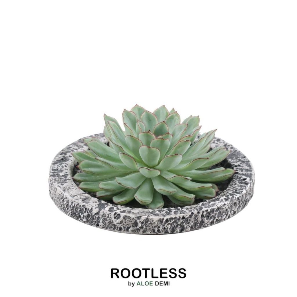 Pulidonis-Fettblatt 'Concrete' (Echeveria pulidonis) – pflegeleichte Zimmerpflanze, Topf-Ø 20 cm, Höhe ca. 5 cm