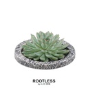 Pulidonis-Fettblatt 'Concrete' (Echeveria pulidonis) – pflegeleichte Zimmerpflanze, Topf-Ø 20 cm, Höhe ca. 5 cm