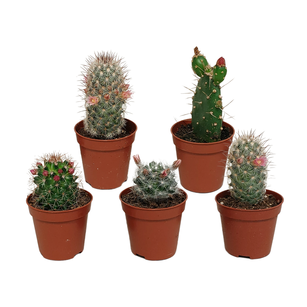 Kakteenmischung 5,5 cm - ohne Topf blühend - 5x