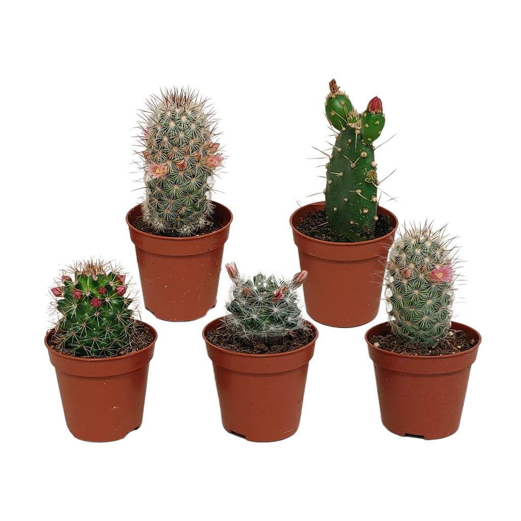 Kakteenmischung 5,5 cm - ohne Topf blühend - 5x