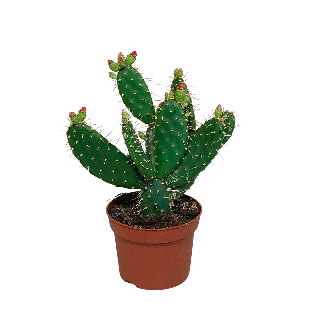 Feigenkaktus (Opuntia quitensis) – pflegeleichte Zimmerpflanze, Höhe ca. 12 cm