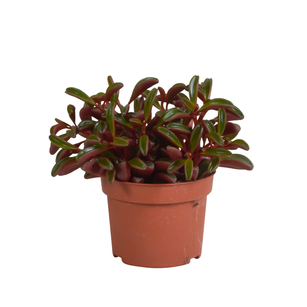Peperomia graveolens - ohne Topf