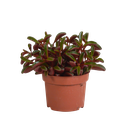 Peperomia graveolens - ohne Topf