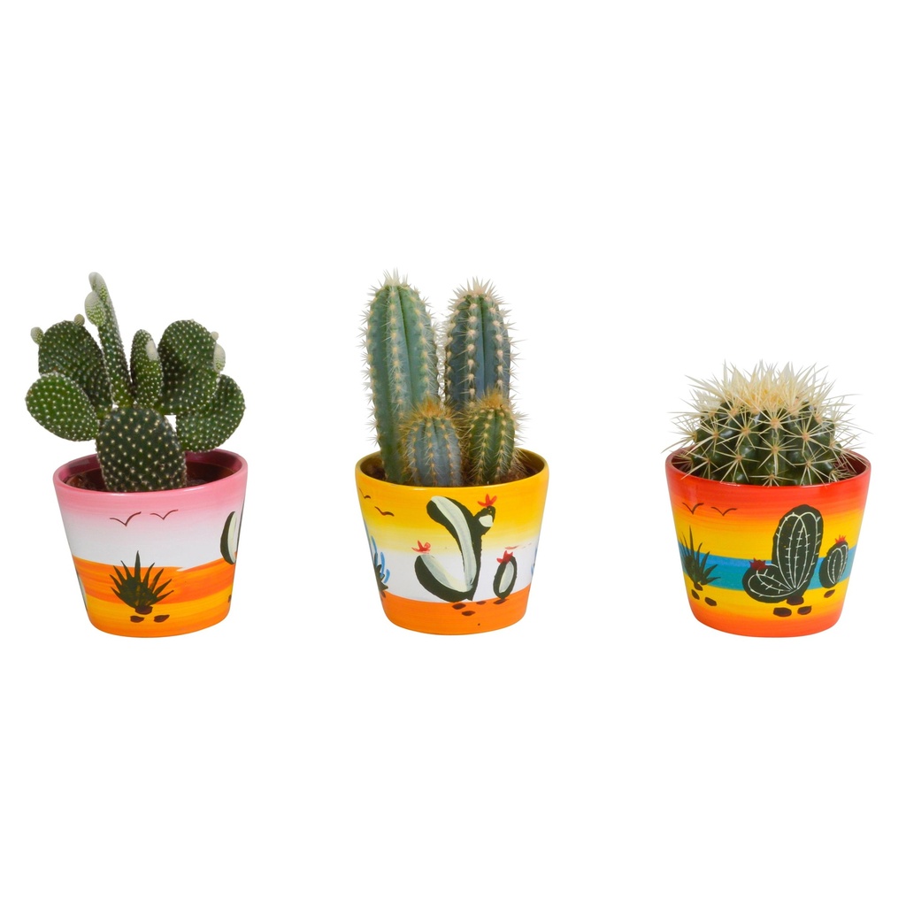 Kakteenmischung 10,5 cm - in Mexicaanse pot - 3x