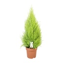 Zimmerzypresse (Cupressus macrocarpa) – pflegeleichte Zimmerpflanze, Topf-Ø 21 cm, Höhe ca. 90 cm