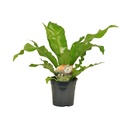 Nestfarn (Asplenium nidus) – pflegeleichte Zimmerpflanze, Topf-Ø 17 cm, Höhe ca. 60 cm