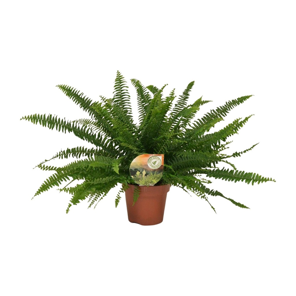 Schwertfarn (Nephrolepis exaltata) – pflegeleichte Zimmerpflanze, Topf-Ø 17 cm, Höhe ca. 40 cm