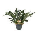 Geweihfarn (Platycerium bifurcatum) – pflegeleichte Zimmerpflanze, Topf-Ø 21 cm, Höhe ca. 50 cm