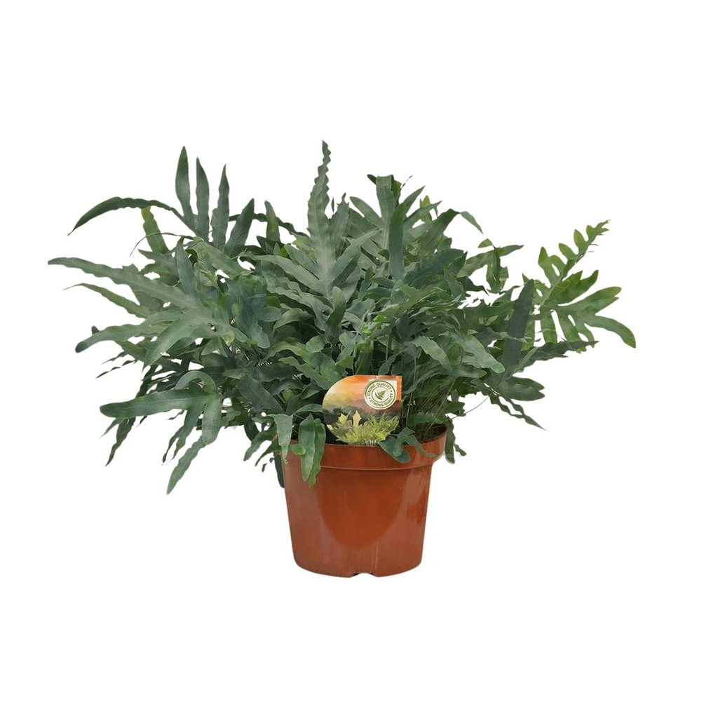 Goldtüpfelfarn (Phlebodium aureum) – pflegeleichte Zimmerpflanze, Topf-Ø 26 cm, Höhe ca. 80 cm