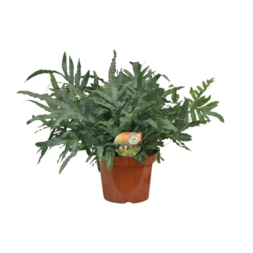 Tüpfelfarn 'Blue Star' (Phlebodium) – pflegeleichte Zimmerpflanze, Topf-Ø 26 cm, Höhe ca. 80 cm