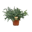 Goldtüpfelfarn (Phlebodium aureum) – pflegeleichte Zimmerpflanze, Topf-Ø 26 cm, Höhe ca. 80 cm