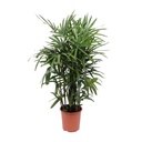 Steckenpalme (Rhapis excelsa) – pflegeleichte Zimmerpflanze, Topf-Ø 27 cm, Höhe ca. 120 cm