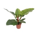 Rötlicher Baumfreund (Philodendron erubescens) – pflegeleichte Zimmerpflanze, Topf-Ø 17 cm, Höhe ca. 60 cm