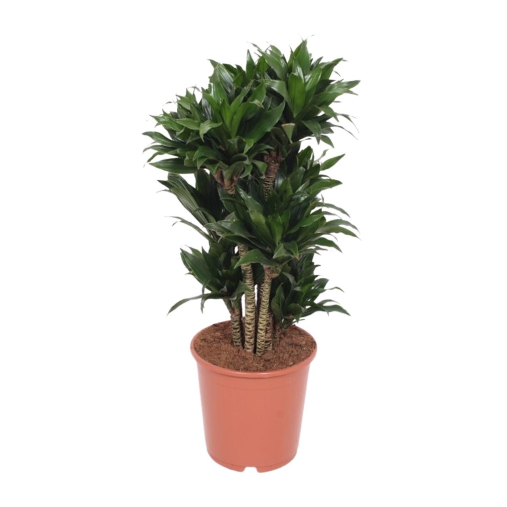 Kompakter Drachenbaum (Dracaena compacta) – pflegeleichte Zimmerpflanze, Topf-Ø 24 cm, Höhe ca. 80 cm