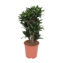 Kompakter Drachenbaum (Dracaena compacta) – pflegeleichte Zimmerpflanze, Topf-Ø 24 cm, Höhe ca. 80 cm