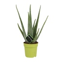 Echte Aloe (Aloe vera) – pflegeleichte Zimmerpflanze, Topf-Ø 12 cm, Höhe ca. 45 cm