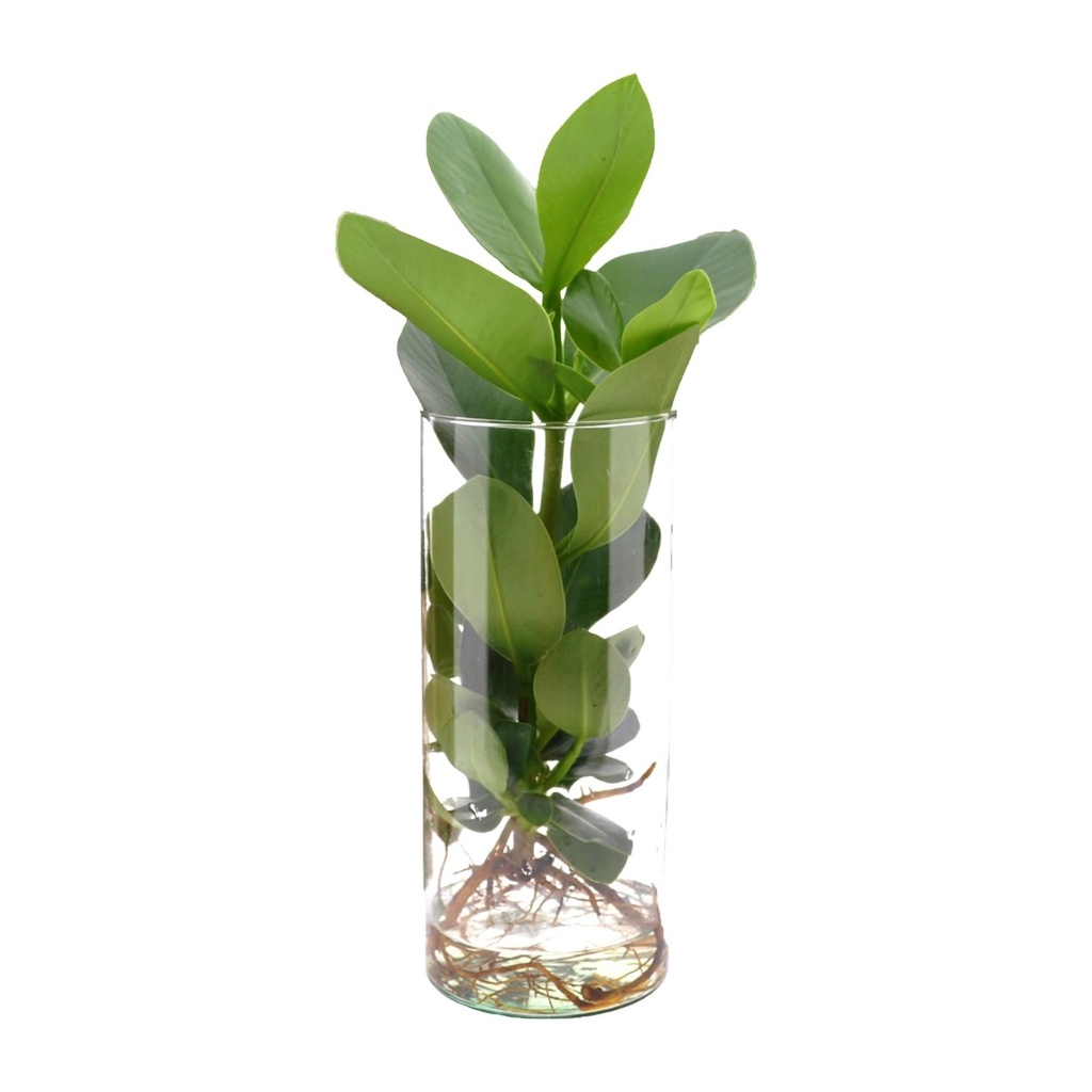 Balsamapfel (Clusia in) – pflegeleichte Zimmerpflanze, Topf-Ø 12 cm, Höhe ca. 30 cm