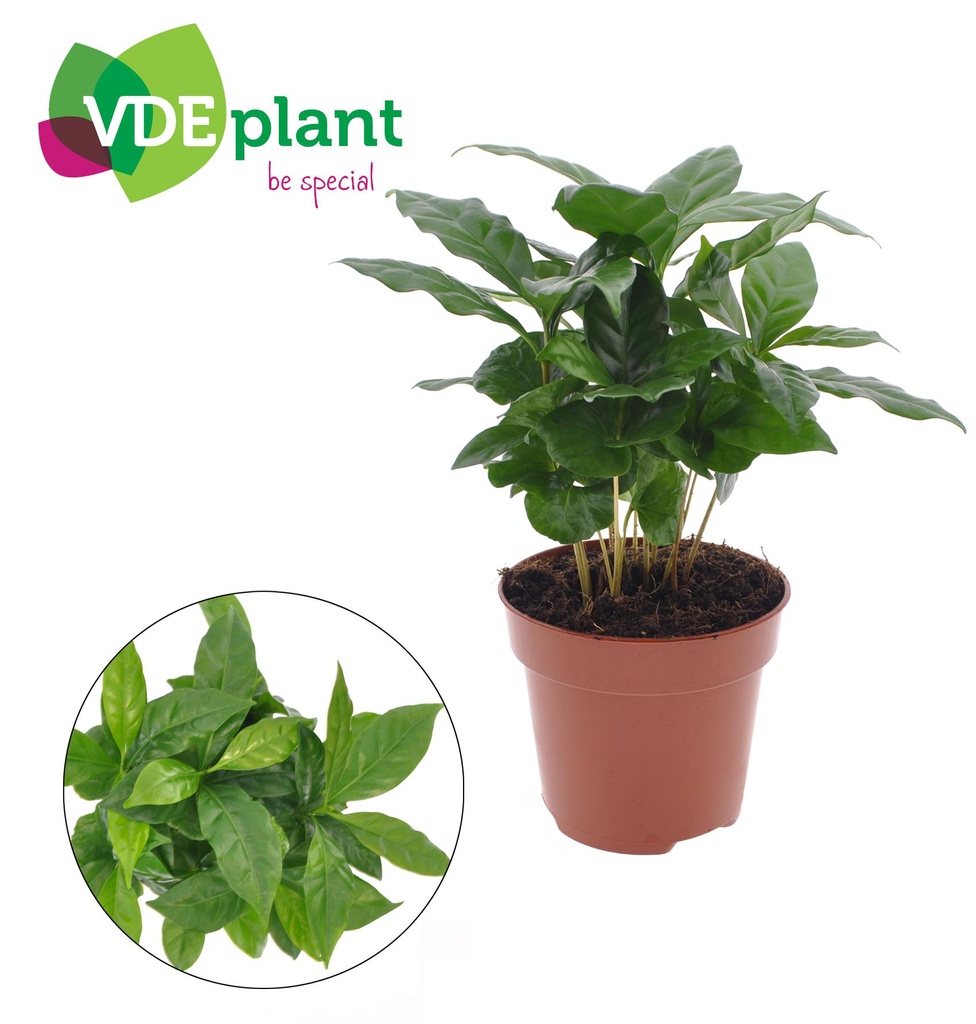 Kaffeepflanze (Coffea arabica) – pflegeleichte Zimmerpflanze, Topf-Ø 12 cm, Höhe ca. 30 cm