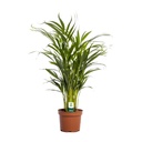 Goldfruchtpalme (Dypsis lutescens) – pflegeleichte Zimmerpflanze, Topf-Ø 17 cm, Höhe ca. 65 cm