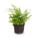 Schwertfarn (Nephrolepis exaltata) – pflegeleichte Zimmerpflanze