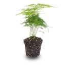 Farnspargel (Asparagus setaceus) – pflegeleichte Zimmerpflanze