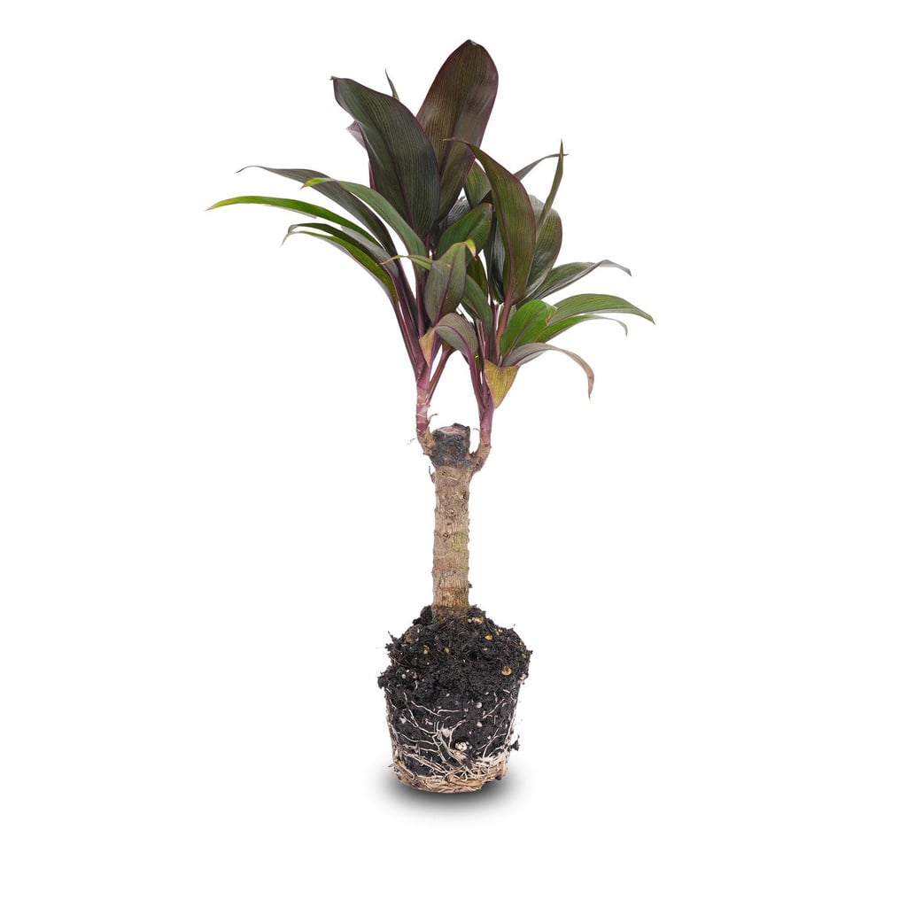 Mini-Palme - Cordyline fruticosa 'Purple Compacta' - Terrarienpflanze - Topfgröße 6