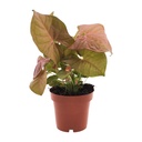 Purpurtute (Syngonium podophyllum) – pflegeleichte Zimmerpflanze, Topf-Ø 12 cm, Höhe ca. 25 cm