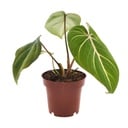 Baum-Philodendron (Philodendron selloum) – pflegeleichte Zimmerpflanze, Topf-Ø 12 cm, Höhe ca. 25 cm