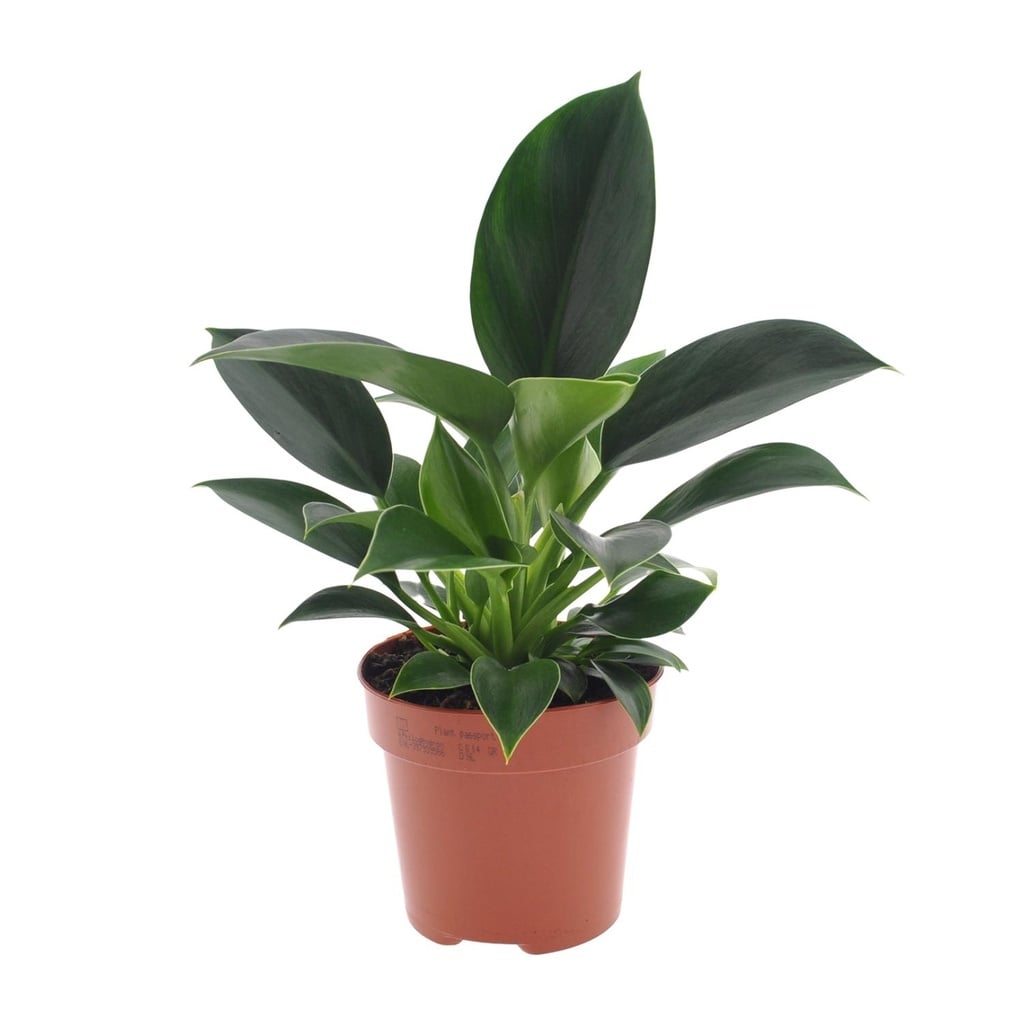 Kletter-Philodendron (Philodendron scandens) – pflegeleichte Zimmerpflanze, Topf-Ø 12 cm, Höhe ca. 25 cm