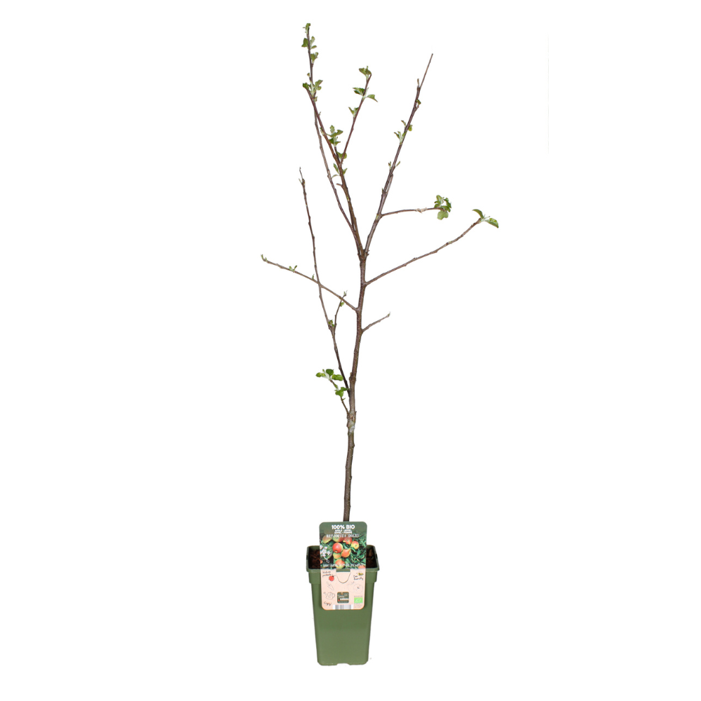 Apfel (Malus domestica) – winterharter Obstbaum, Topf-Ø 19 cm, Höhe ca. 60 cm