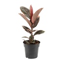 Gummibaum (Ficus elastica) – pflegeleichte Zimmerpflanze, Topf-Ø 17 cm, Höhe ca. 55 cm
